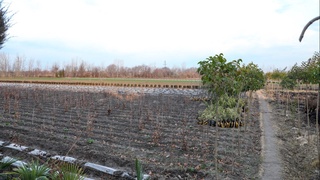 Dam olish kunlari yogʻingarchiliksiz ob-havo boʻlishi kutilmoqda