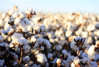 Conditions for crediting raw cotton producers have been changed in Uzbekistan