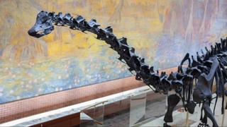 Жанубий Америкада динозаврнинг янги тури аниқланди