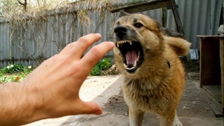 Қутуриш касаллигига қарши курашиш ойлиги ўтказилмоқда