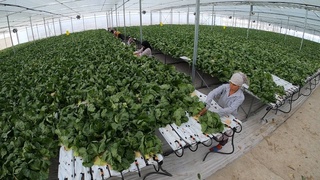 Зелень и овощи из инновационной теплицы в Андижанской области пойдут на экспорт