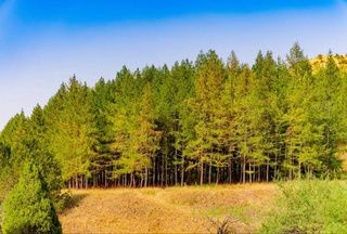 Утверждены целевые показатели эффективного использования лесных ресурсов до 2030 года