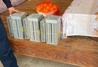 Qashqadaryoda fuqaro oʻz uyida mayning ferma tashkil qilgani aniqlandi