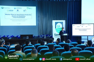 Самарқандда олимлар уруғлик картошка етиштиряпти