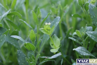 24-aprel kungi ob-havo maʼlumotlari eʼlon qilindi