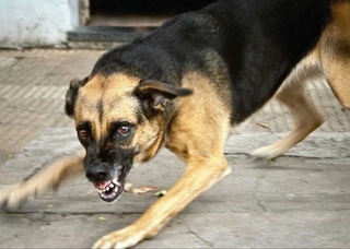 Ит тишлашидан фуқаро вафот этиши ортидан Боёвутда эпидемиологик вазият назоратга олинди