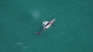 Scientists spot a whale that was thought to be extinct in the Atlantic