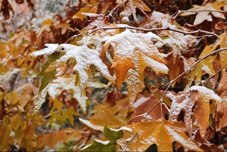 Uzhydromet: Frosty weather is expected in Uzbekistan this weekend, snow is possible