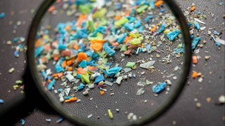 Ученые: за восемь лет количество частиц микропластика в мозгу человека выросло на 50%