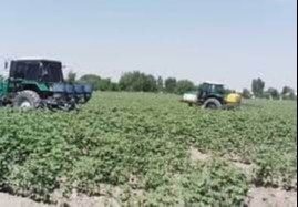 Ғўза парвариши авж паллада