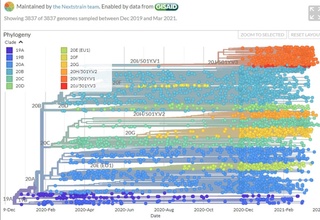 Ўзбекистонлик олимлар SARS-CoV-2 вирусининг 32 та геномини тўлиқ ўқиди