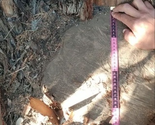 O‘rmon xo‘jaligi xodimlari  o‘z hududida huquqbuzarlik sodir etilishiga yo‘l qo‘yganligi uchun  javobgarlikka tortildi