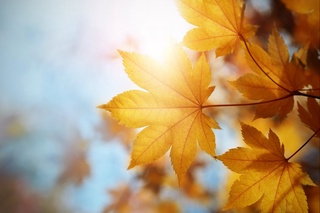 Сентябрь ойида қандай об-ҳаво кутилмоқда?