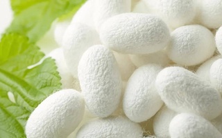 На выращивание коконов шелкопряда выделяются субсидии