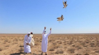 Йўрға тувалоқлар ёввойи табиатга учирилди