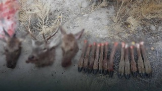 В Каракалпакстане браконьер убил трех бухарских оленей: ущерб природе составил более 3 млрд сумов