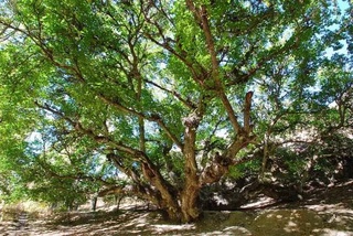 Вековые деревья Узбекистана включены в международный список MonumentalTrees.com