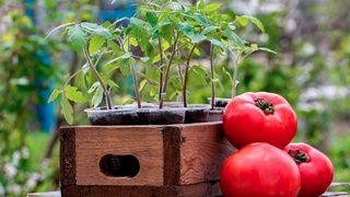 Иқлим ўзгариши хатарларига мослашиш: селекция ва уруғчиликнинг ривожланишини қўллаб-қувватлаш