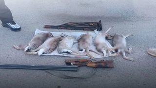 В Навоийской области задержан браконьер, незаконно охотившийся на диких кроликов