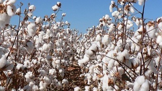 Пахта ҳосилдорлиги 50 центнерга етказилади