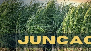 Ўзбекистонда бўйи 4 метргача ўсадиган, қурғоқчиликка чидамли ўсимлик етиштириш йўлга қўйилади 