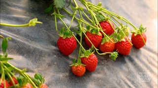 Узбекские ученые вывели новый сорт клубники - «Тонг ифори»