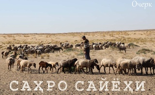 Саҳро сайёҳи