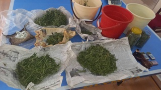 В Хорезме пресечены факты незаконного оборота наркотических средств