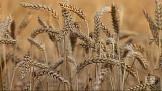 Элга ҳам қут еткурур, ҳам баракат