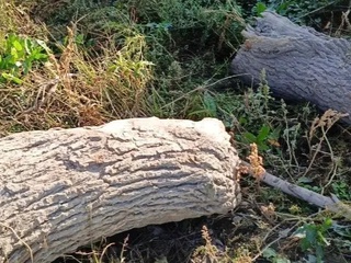 Samarqandda daraxt kesgan fuqaro jarima toʻlaydigan boʻldi