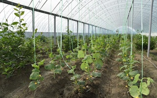 Фарғонада илк бор “Агромарафон” ўтказилди