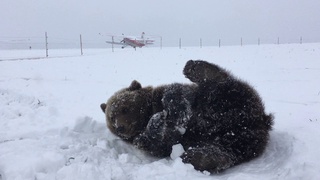 На Аляске пассажирский самолет сбил медведя