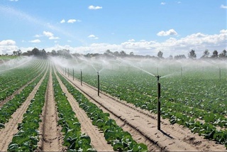 ФАО планирует открыть в Ташкенте учебный центр «АкваКроп» для продвижения водосберегающих технологий