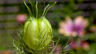 Ученые обнаружили цветок, который поможет лечить COVID-19