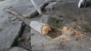 Фарғонада дарахт кесган фуқаро 45 миллион сўм товон тўлаб, 100 туп дарахт экадиган бўлди