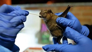 В Индии обнаружили один из самых опасных вирусов в мире