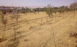 В Джизакской области оштрафовали главу районного отдела благоустройства за засохшие насаждения