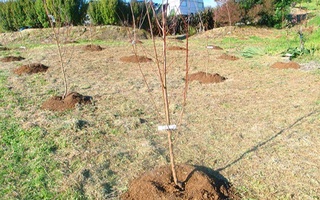 Президент экологияни яхшилаш бўйича навбатдаги вазифаларни белгилаб берди