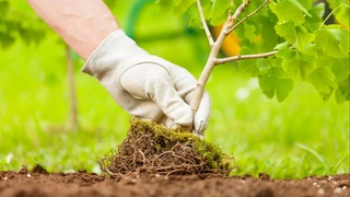 Forestry Technical School will be established in Uzbekistan