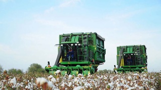 Для чего хлопководству нужны наука и инновации