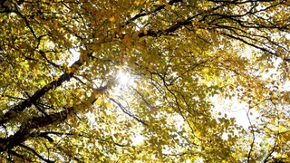 2020 йилнинг сентябр ойи сайёра тарихидаги энг иссиқ ой бўлди