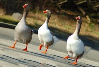 Чортоқда Юнон ғозларини парваришлашга мўлжалланган паррандачилик фабрикаси барпо этилмоқда