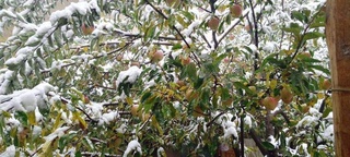 Togʻli hududlarga qor yogʻmoqda