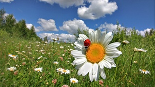 Какая погода нас ожидает в начале сентября