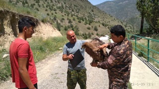 Тутқунликдаги бургут табиатга қўйиб юборилди