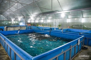 Балиқчиликда сув солиқлари автоматик ҳисобланади