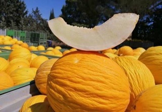 In August 2023, Uzbekistan sharply increased melon exports