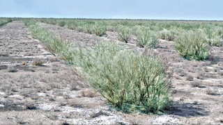 Арал: песчаные барханы отступают