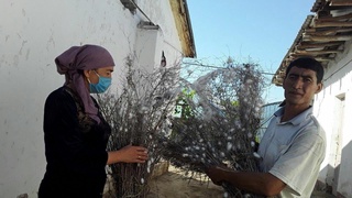 Бекобод туманида пилла теримига киришилди