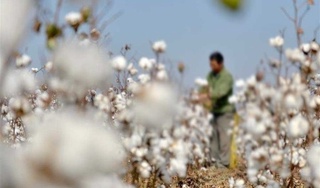 Мажбурий меҳнат тақиқланган ва унга йўл қўйилмайди